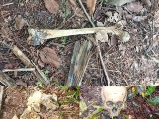 Dikejutkan Penemuan Kerangka Manusia di Kebun Sawit, Kepolisian Melakukan Olah TKP
