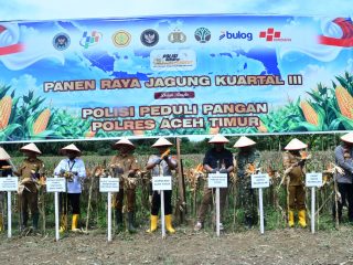 Polisi Peduli Pangan, Polres Aceh Timur Gelar Panen Raya Jagung Kuartal III Tahun 2026